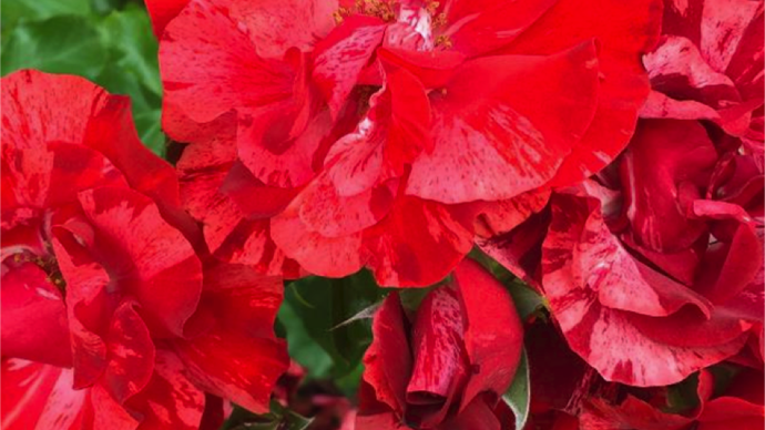 Coup de cœur du jury : Rosa LA REINE DE LA NUIT® ‘Delstrilum’ ; obtention Georges Delbard.©SNHF